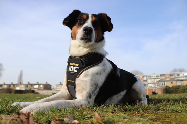 Hond draagt het longwalk hondentuig